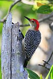 Red-bellied Woodpecker